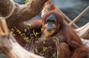 Orangutans are skilled beatboxers, new research found.