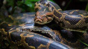 invasive Burmese python in Florida