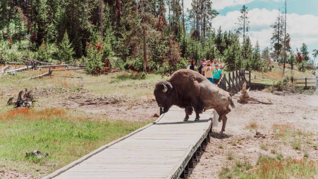 Yellowstone bison crossing path
