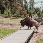 Yellowstone bison crossing path