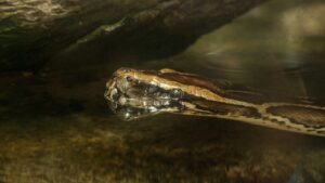 invasive Burmese python in The Florida Everglades hiding in water