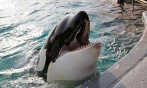 The orca Morgan was housed at the Loro Parque zoo on Tenerife