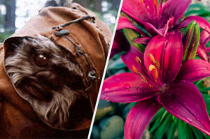 Your Flower Choices Will Reveal If You're More Of An Ewok, Taylor Swift, Or WALL-E