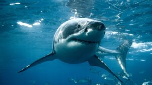 great white shark up close in the water
