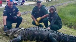 600 pound alligator in Florida
