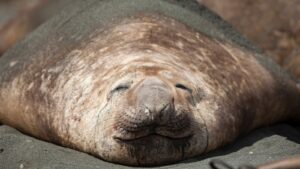 Southern Elephant Seal in Tasmania named Neil