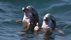 Dolphins giving thumbs up