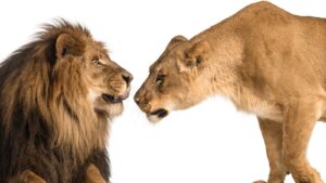 male and female lion looking face to face