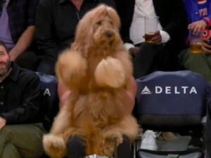 Brodie The Goldendoodle lakers