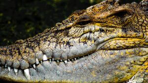 Malaysian saltwater crocodile