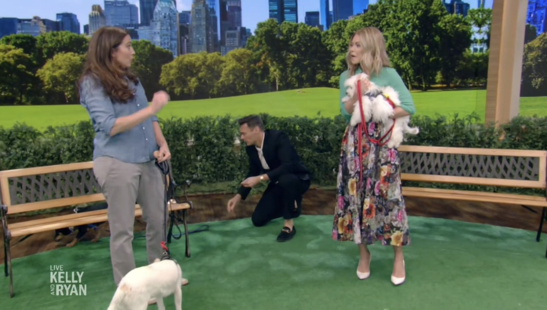 Ryan had trouble wrangling his puppy during a dog trainer segment on Live with Kelly and Ryan