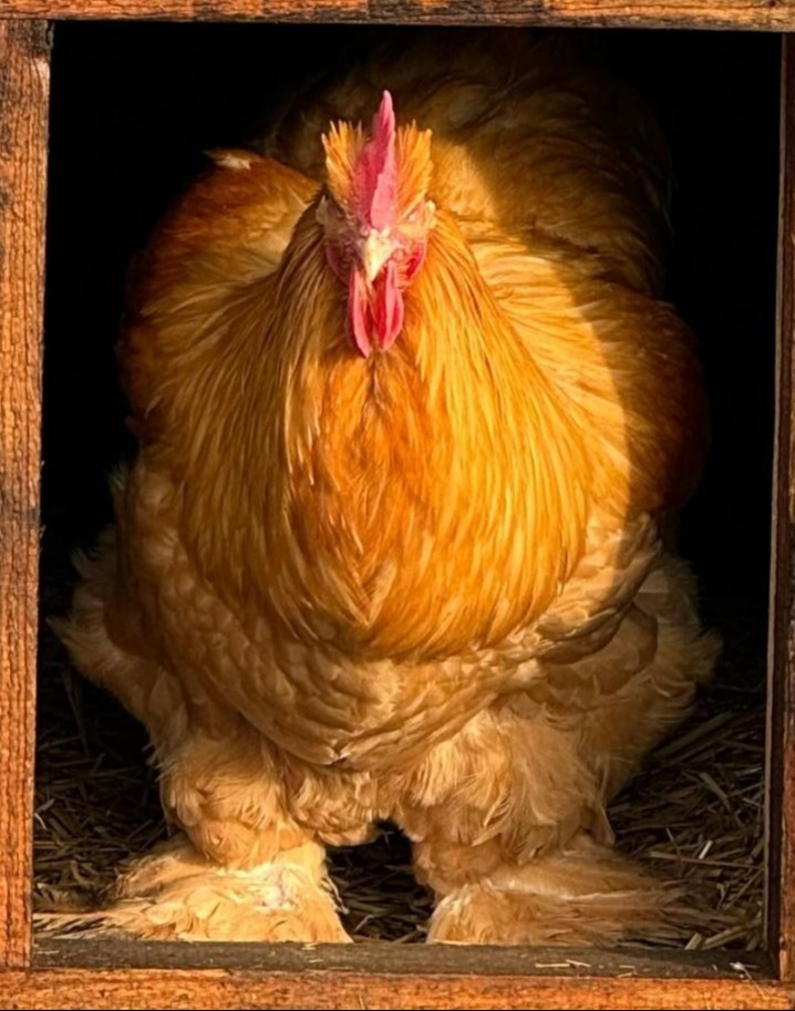 Victoria posted this chicken pic with the caption 'Wow what a handsome Cock!!!'