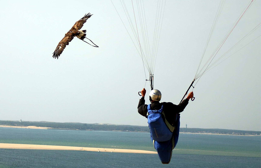 Golden eagle and paraglider