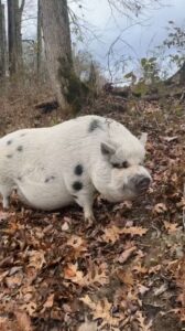 Mike Wolfe finally found his neighbor's lost pig named Bagel in a new clip