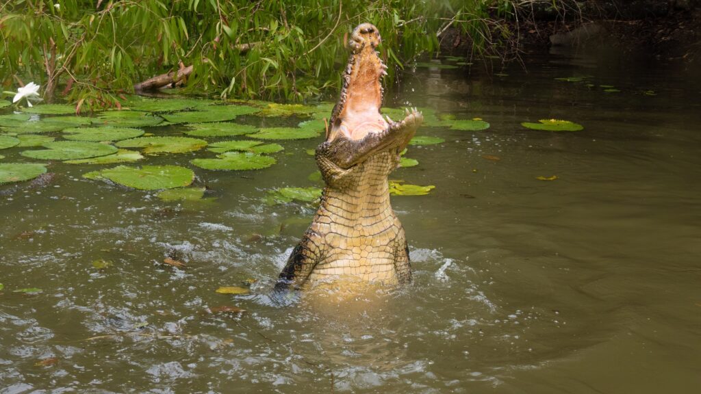 leaping saltwater crocodile
