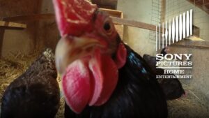Chicken People - Official Trailer - Now on Digital, On DVD 11/22