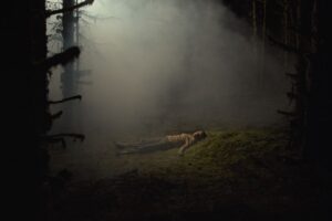 A woman’s body lying in the middle of a misty forest, looking peaceful