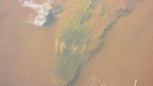 alligator swimming in a frozen pond