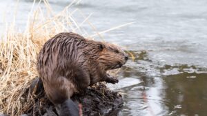 beaver dam up close