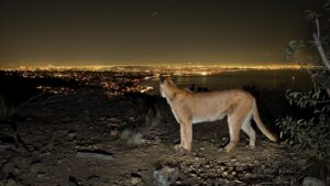 mountain lion looks over Los Angeles at night