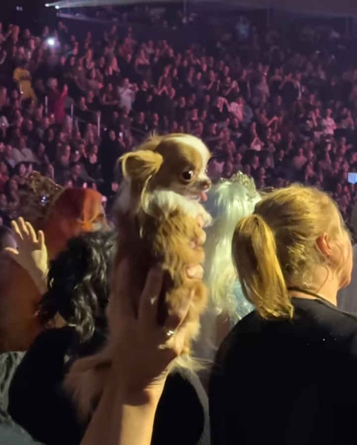 Demi shared some photos including one of her holding the tiny pup up at the concert