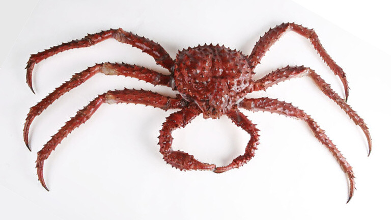 Alaskan red king crab 