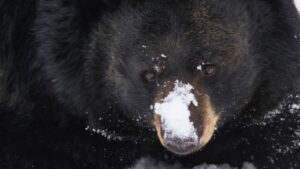 bear with snow powder on its face