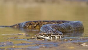 Burmese python swimming in water in Everglades National Park