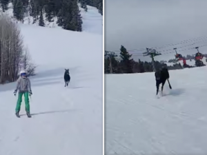 moose chasing skiers.