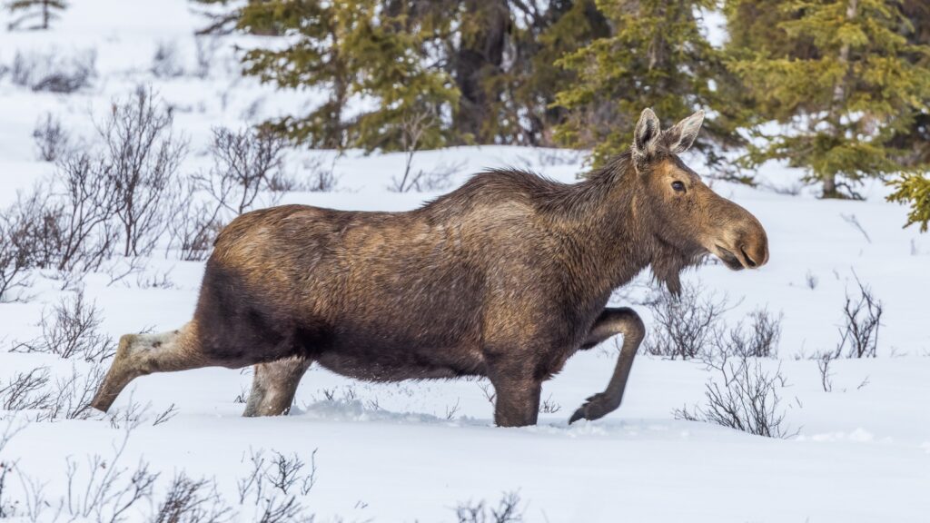 moose running in snow chasing skiers