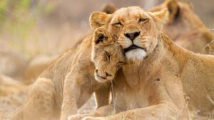 Lion cub and lioness embrace at Kruger National Park in South Africa