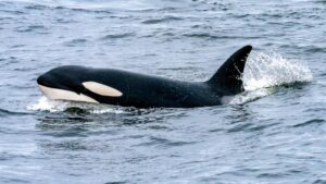 orca swimming in Southern California