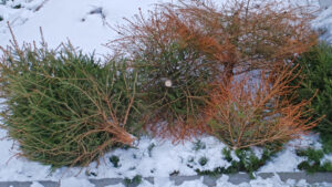 Withered Christmas Tree Dumped Outdoors after Christmas Season