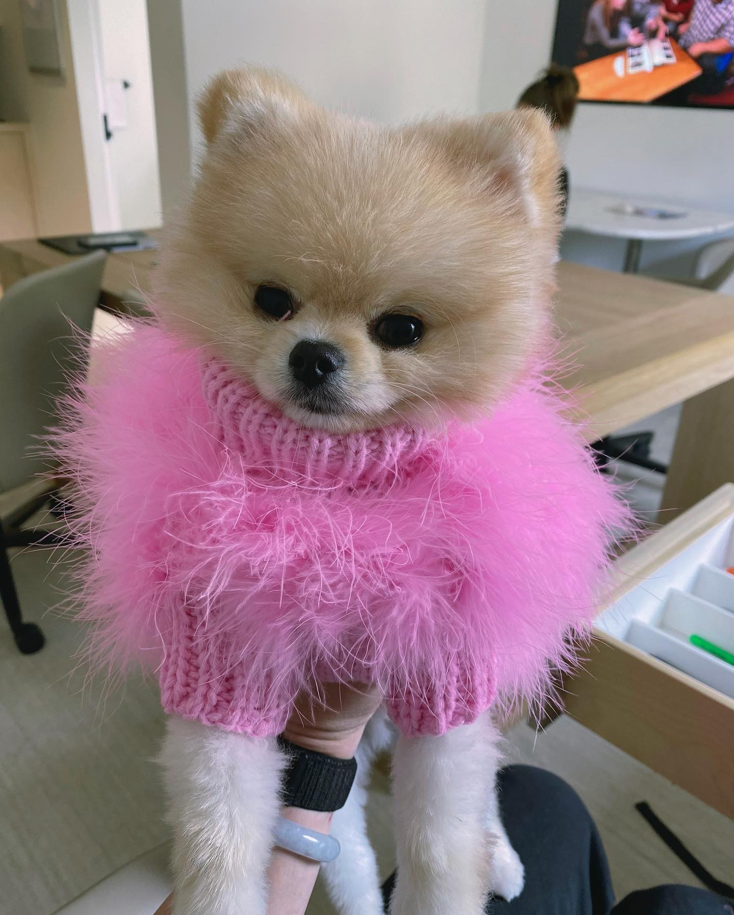 Kim showed off her dog Sushi in a feathered frock