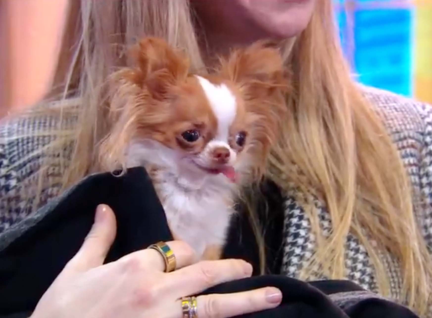 The hosts were obsessed with her dog Pilaf
