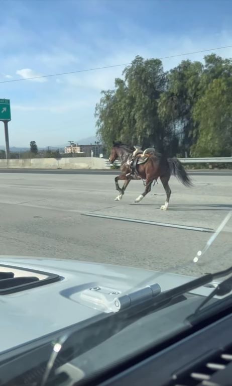 In the clip, the Lemme founder recorded a horse running freely on a highway in Los Angeles, California