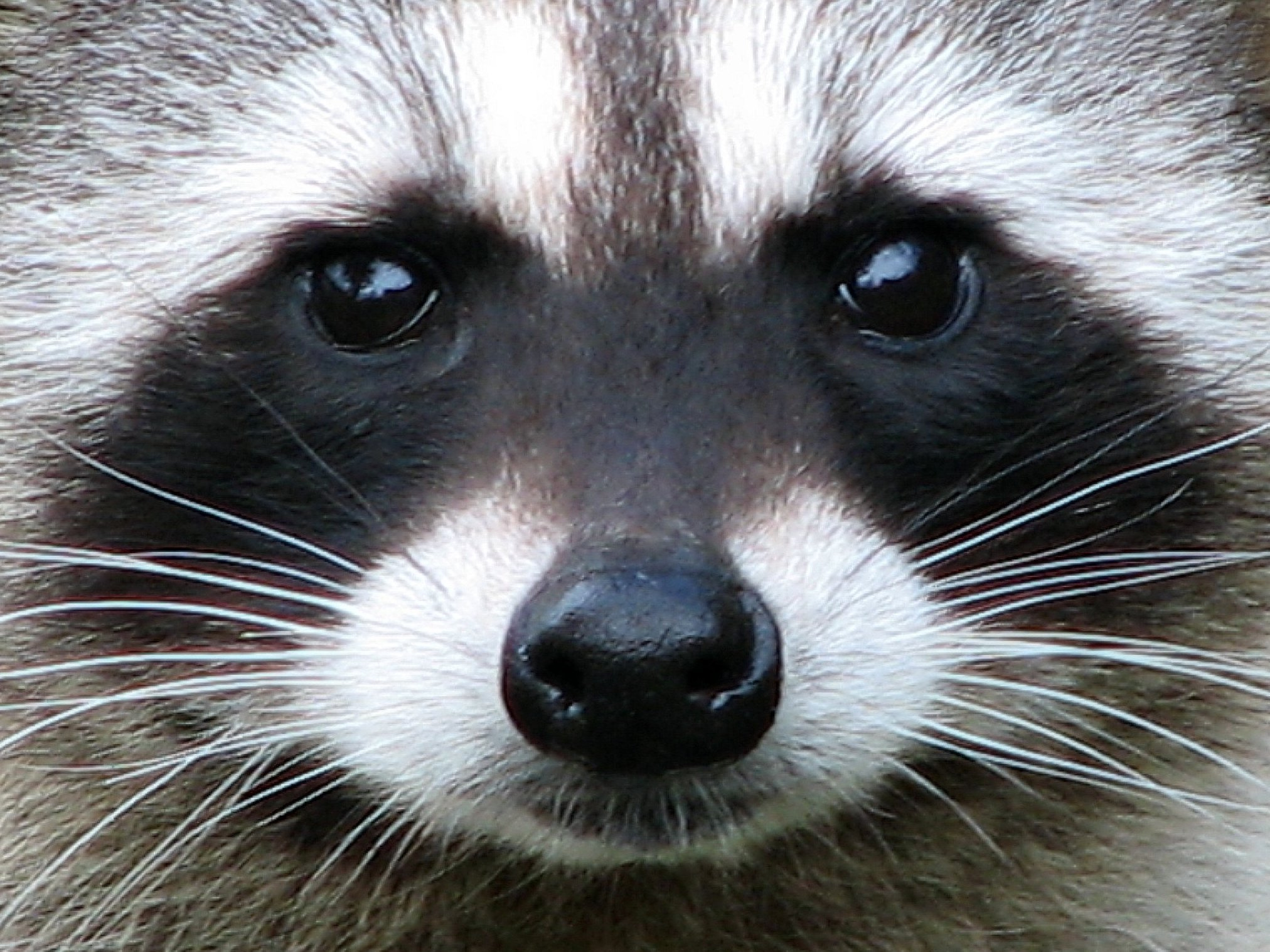 Have you ever suffered with 'raccoon eyes'?