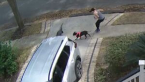 Alligator Scares Woman Walking Her Dog in South Carolina Neighborhood
