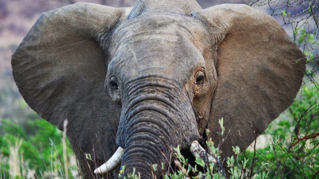Bull elephant showing warning signs in South Africa