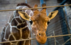 Marius the giraffe at the Copenhagen Zoo days on February 7, 2014, before he was euthanized.