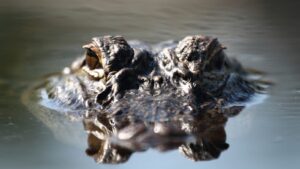 alligator with eyes poking out of water