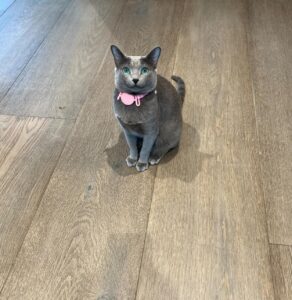 Khloe Kardashian shared a photo of Grey Kitty with a pink collar