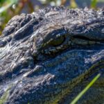 alligator in Sea Rim State Park, Texas
