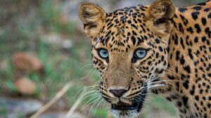 wild leopard up close