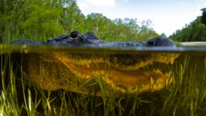 Florida underwater in the Everglades