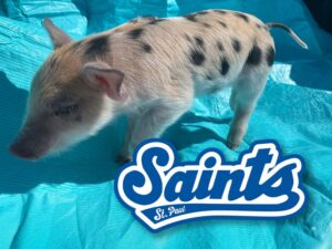St. Paul Saints Pig