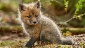 red fox pup in the woods
