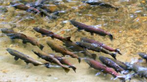 chinook salmon spawning in river
