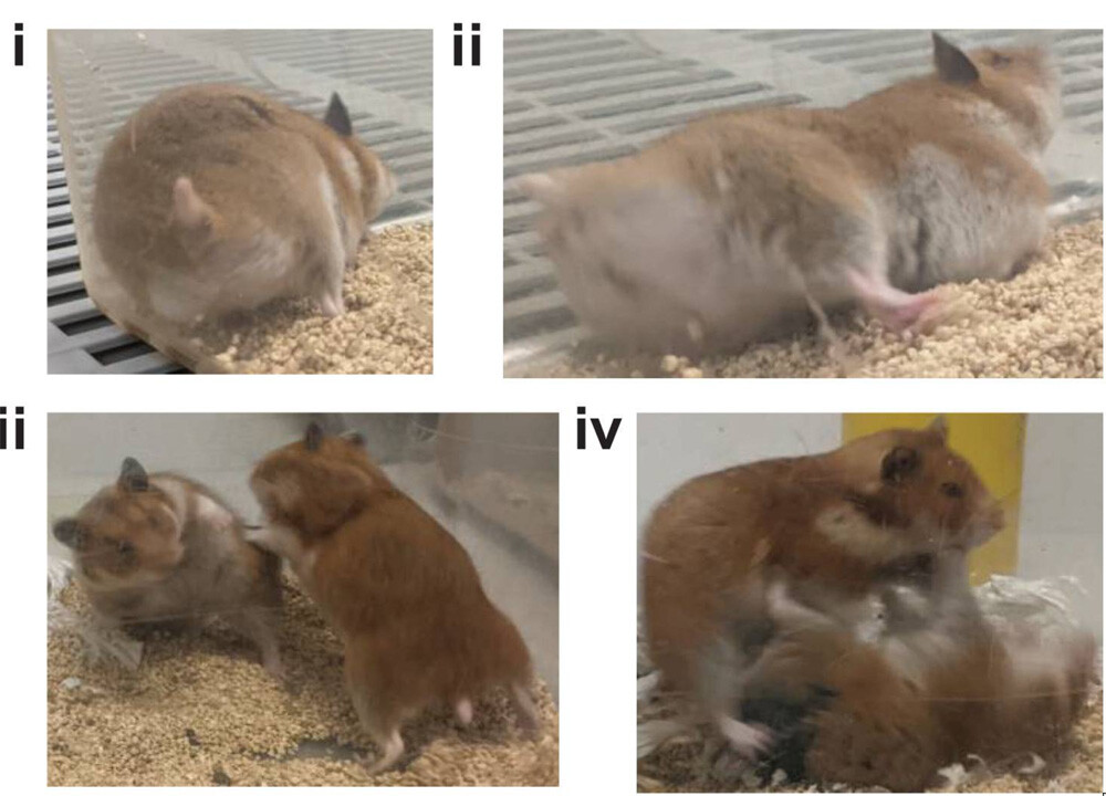 CRISPR hamsters