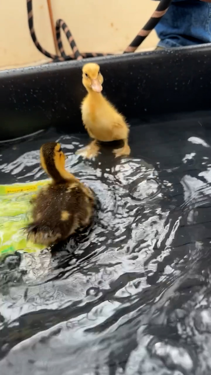 Gwen appeared to be getting ready to wash the ducklings captured in the video